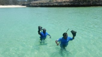 Anindiliyakwa sea rangers stand waist-deep in clear waters off remote beach holding up specimens
