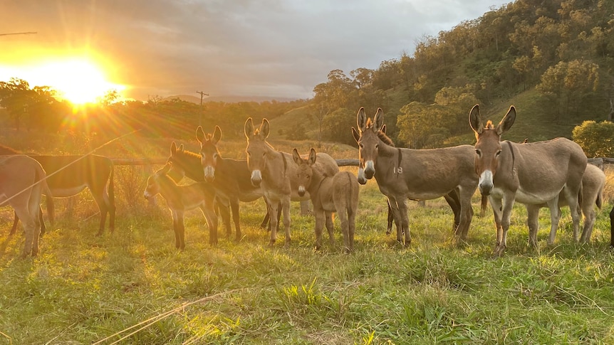 A line up of donkeys in a grassy paddock with sun streaming over the hills behind.