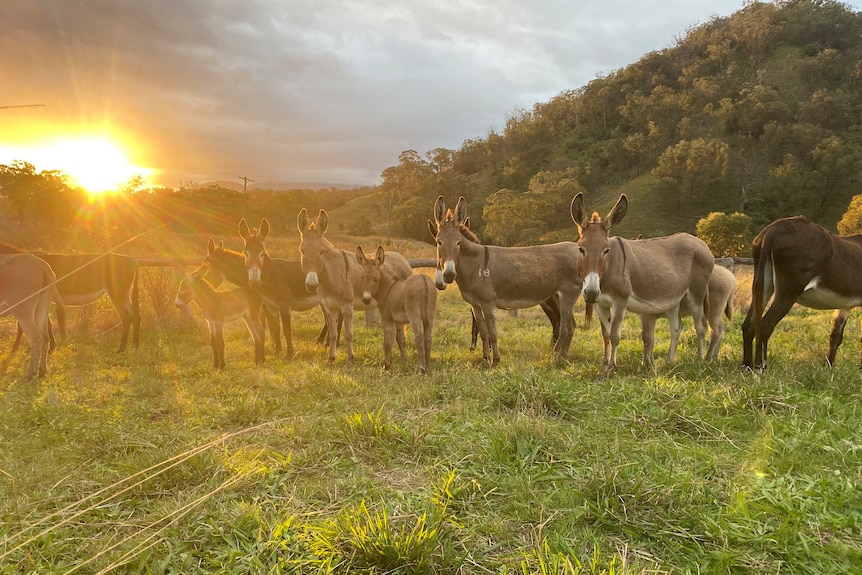 A line up of donkeys in a grassy paddock with sun streaming over the hills behind.