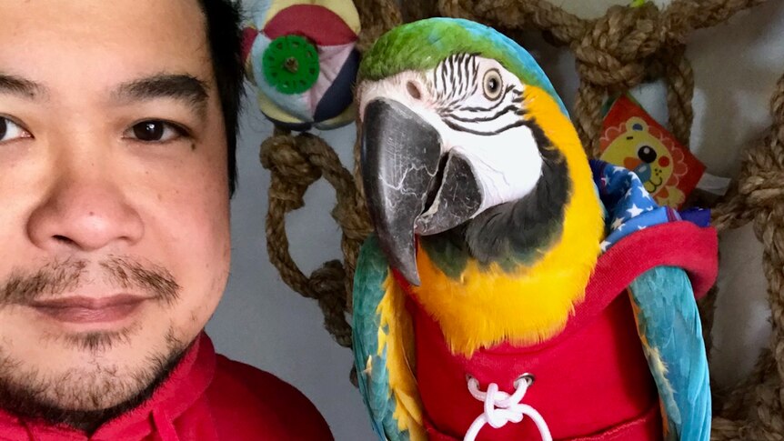 A man in a red hoodie holds a macaw in a matching outfit.
