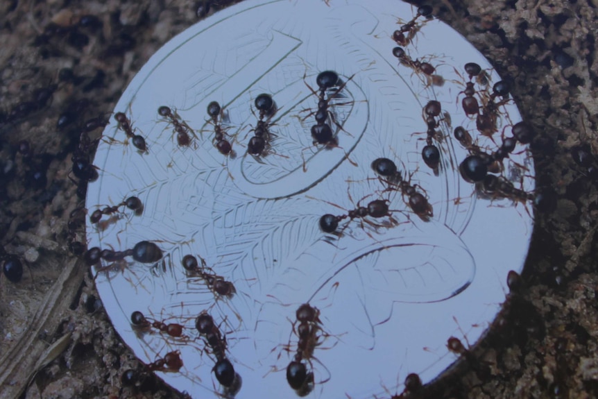 Fire ants crawling on a 10 cent coin.