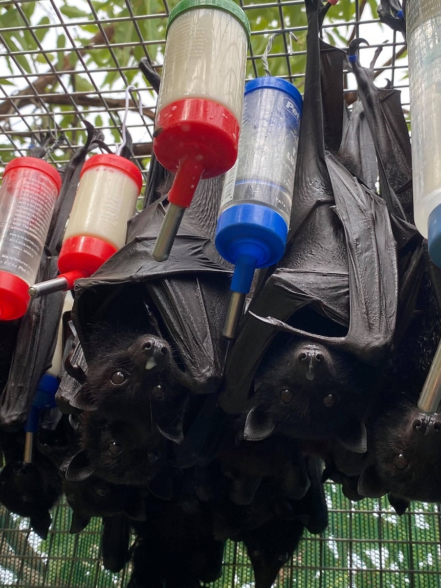 About 10 black bats hang in a cage with their milk bottles.