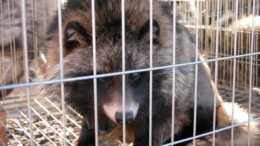 Luxury Australian brand found selling fur from often-tortured raccoon dogs