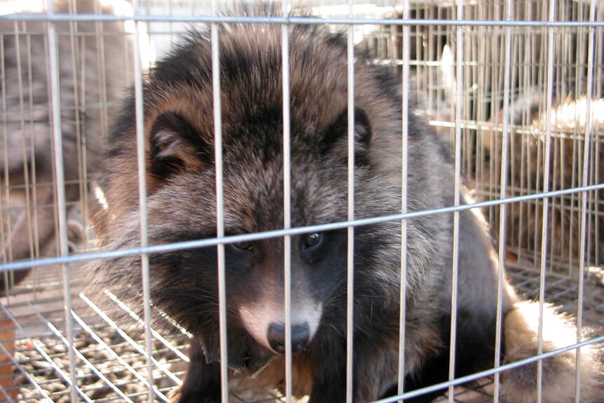 The only way to ensure you aren't supporting an industry of cruelty is to turn to faux fur.