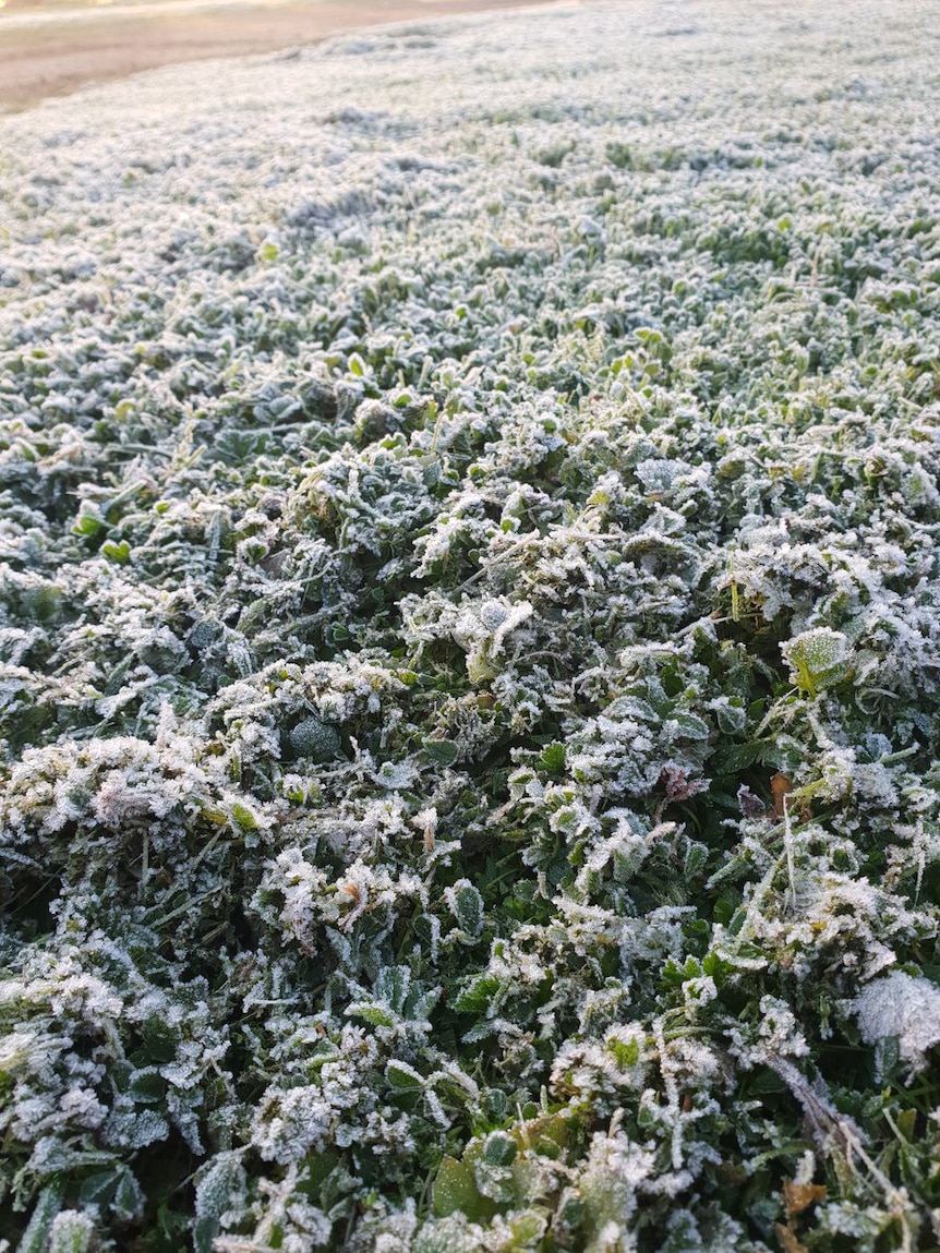 Frost covering vegetation.