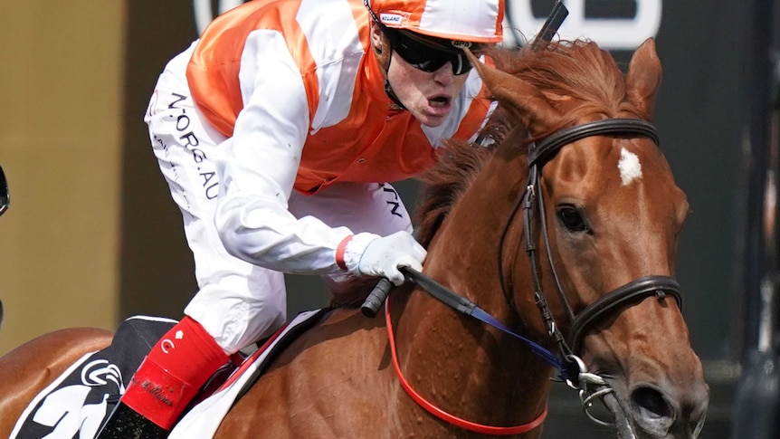 A jockey rising the winning horse in the Melbourne Cup.
