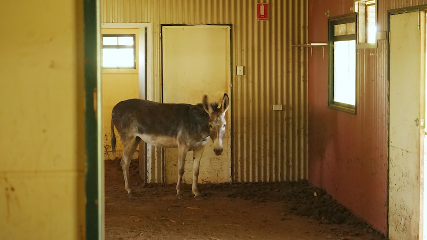 A small donkey stands inside a derelict building looking at the camera, illuminated by light streaming through a window. 