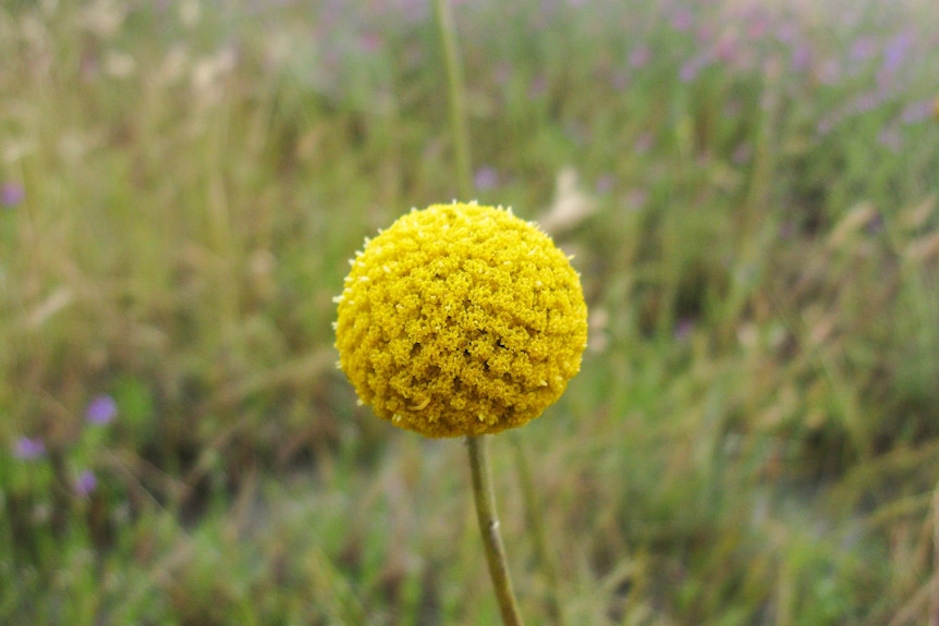 a yellow ball like flower called a billy button up close