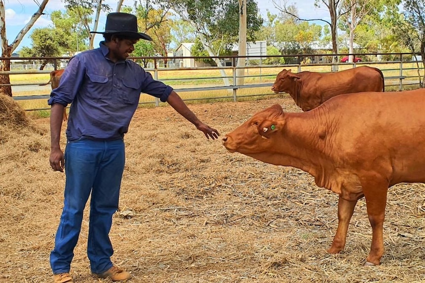 Young indigenous man patting a heifer on the nose