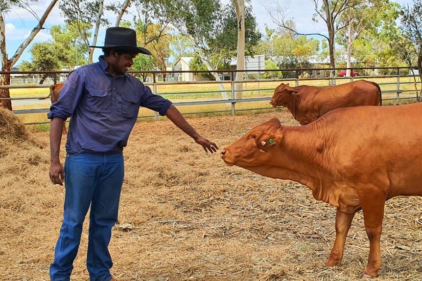 Young indigenous man patting a heifer on the nose