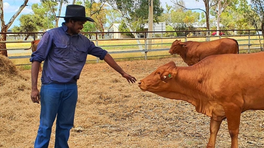 Young indigenous man patting a heifer on the nose