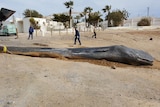 The body of a thin, dead whale that died due to eating too much rubbish is moved along a beach.