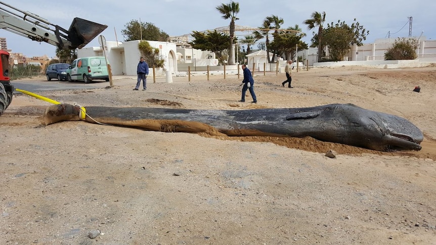 The body of a thin, dead whale that died due to eating too much rubbish is moved along a beach.