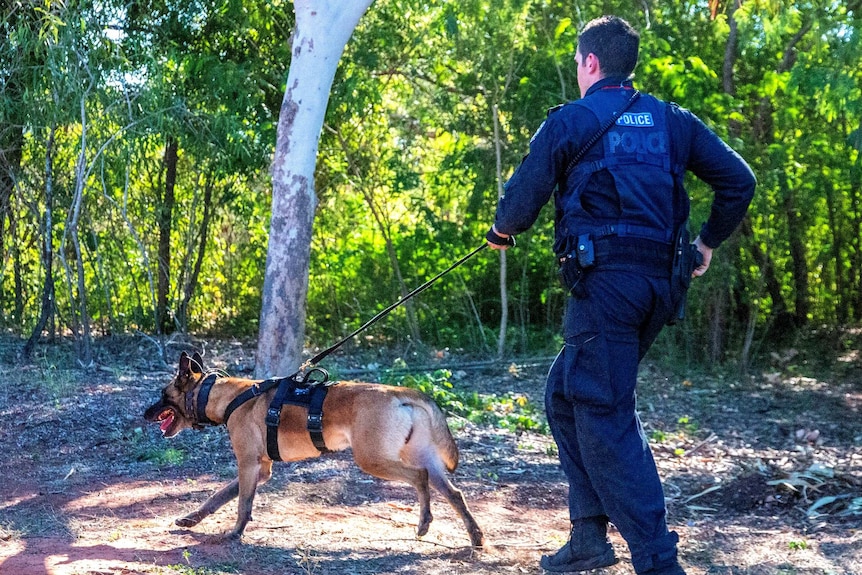 A police dog on a leash with a police officer running behind it.