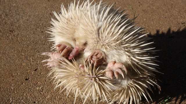 A rare albino echidna found south of Tambo in western Qld in May 2012