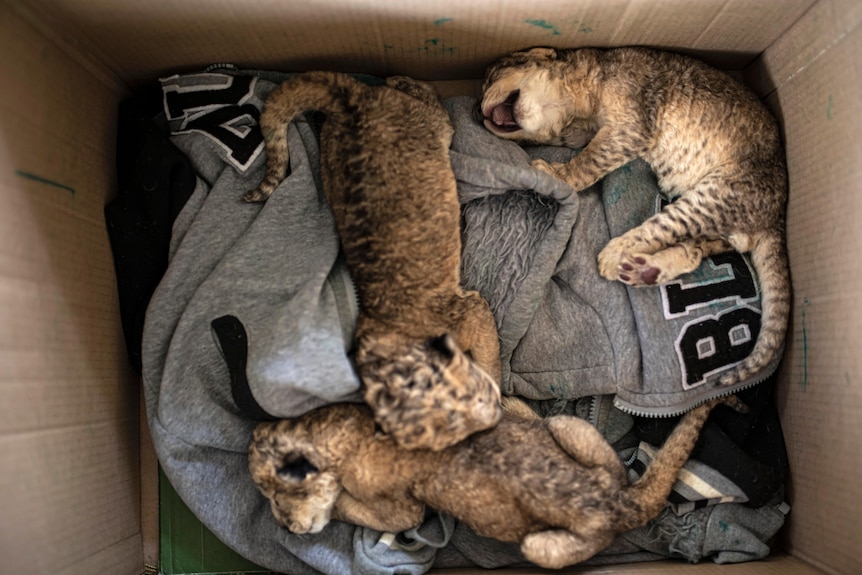 three lion cubs lay on clothing inside a cardboard box