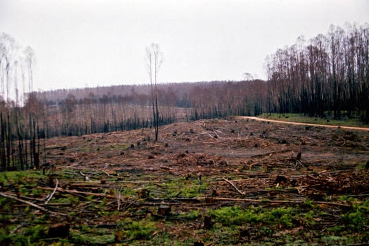 Clear-felled forest at Toolangi