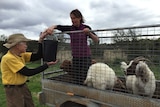 Elizabeth Larsen moving her goats
