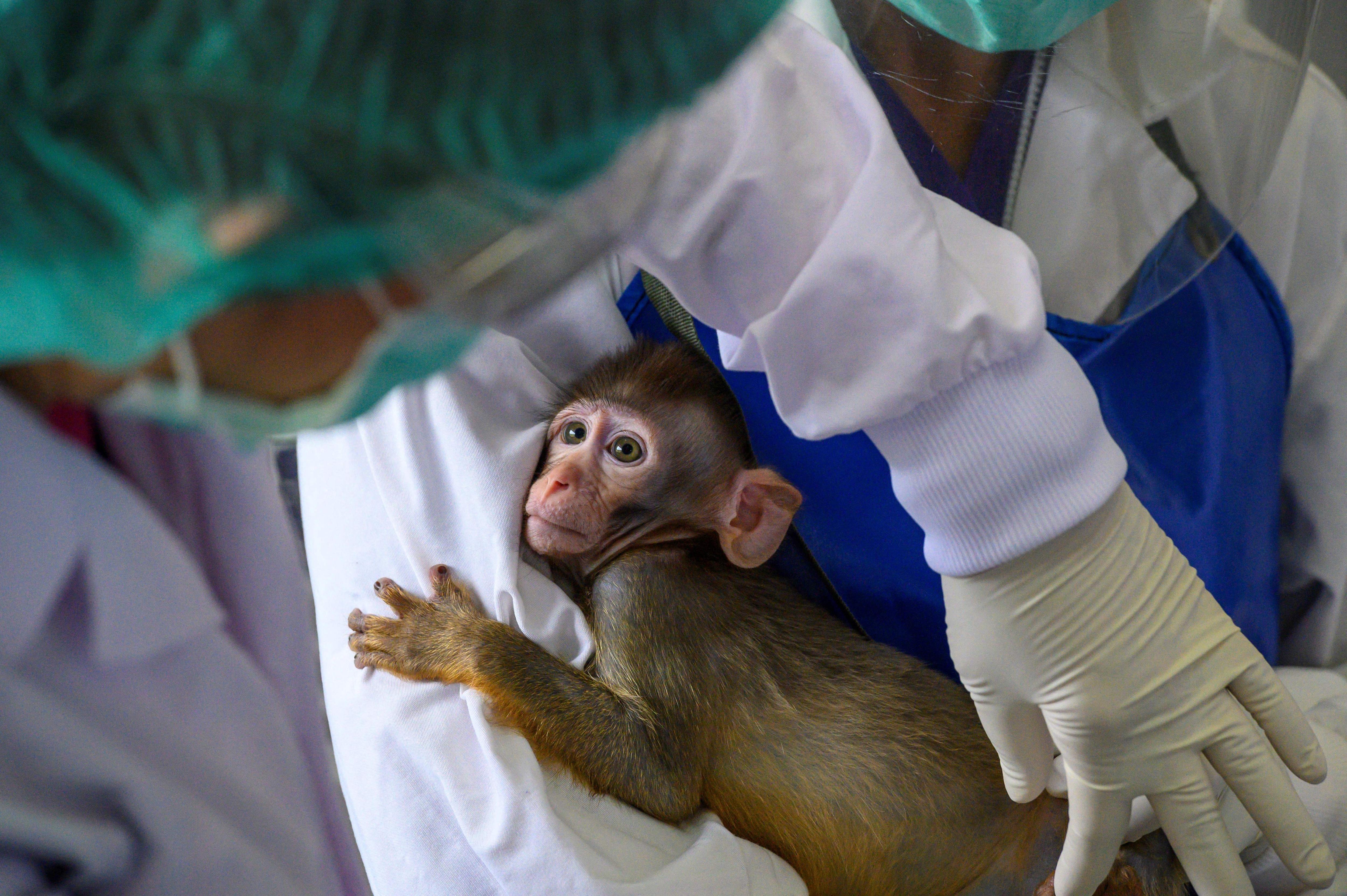 Tony Jones' new film asks if we can live without animal testing