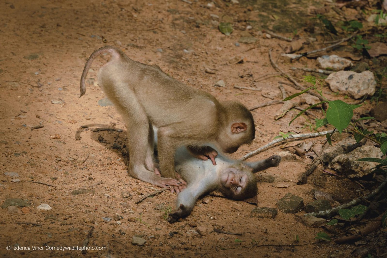 A wild monkey in total relax laying on ground, while another monkey touches its chest. 