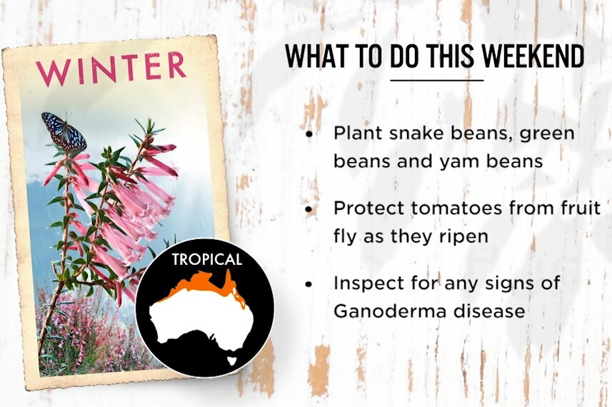 A graphic saying: "Inspect for any signs of Ganoderma disease", form next week's Gardening Australia episode.