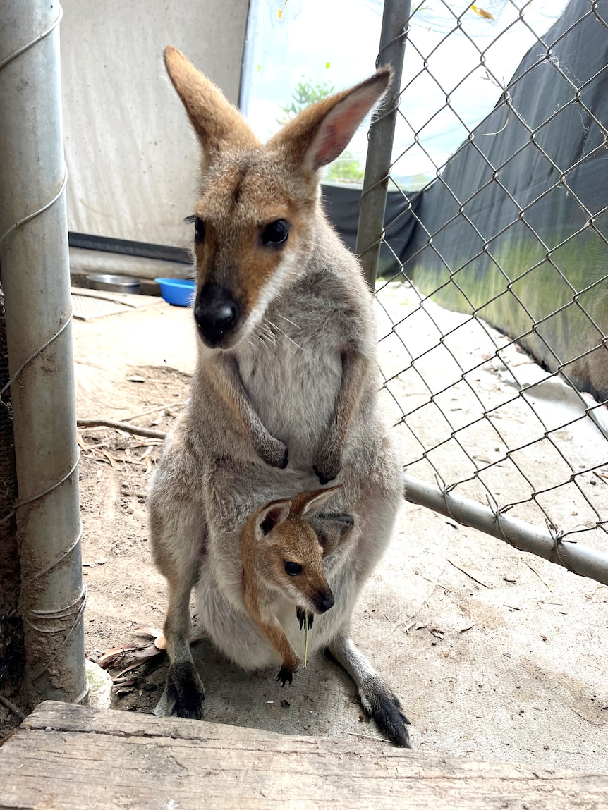 A wallaby and her joey at the animal hospital