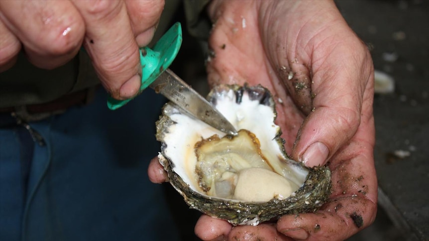 Oyster being shucked.