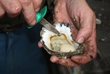 Oyster being shucked.