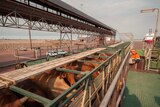 Cattle arrive at the Darwin port