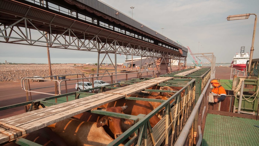 Cattle arrive at the Darwin port