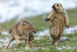 A fox closes in on a marmot which can be seen shrieking.