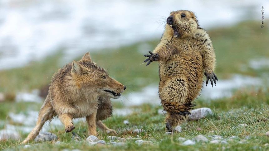 A fox closes in on a marmot which can be seen shrieking.