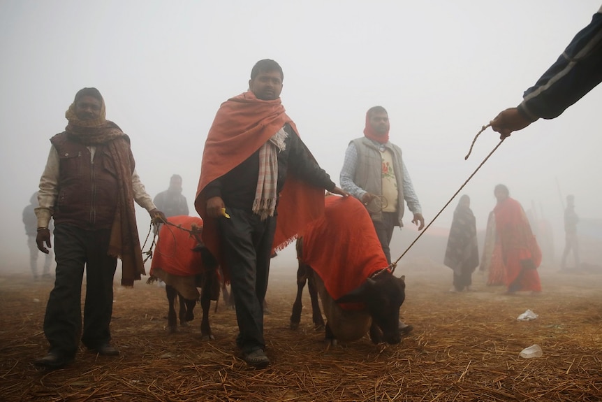 Devotees lead buffalos inside an enclosure where buffalos awaiting sacrifice are kept for the sacrificial ceremony during the "Gadhimai Mela" festival in Bariyarpur, Nepal December 2, 2019