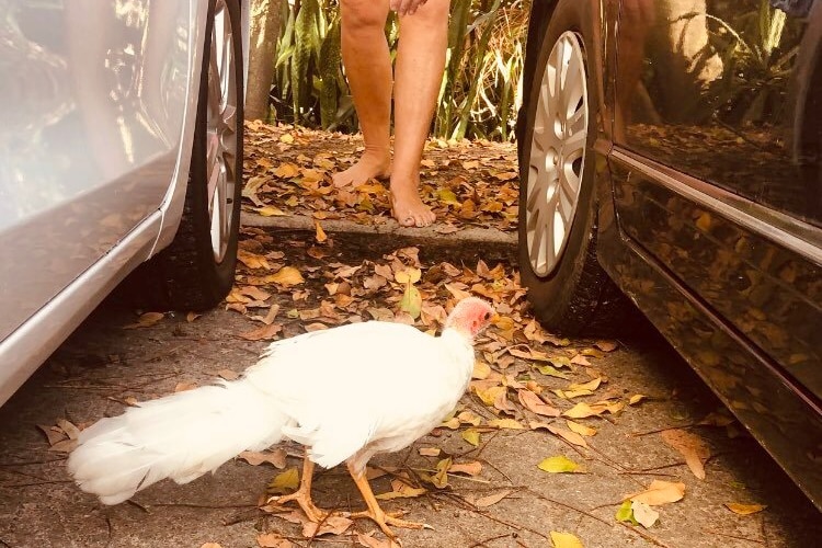 White brush turkey beside two cars with a lady's legs at the end of the photo.