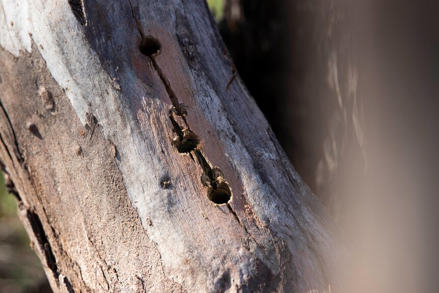 Drill holes in a eucalyptus tree at Bellerive beach that was poisoned