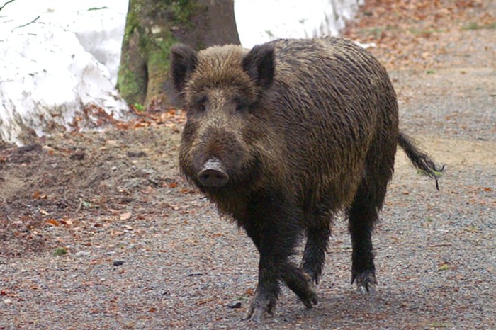 A wild boar walks in a forest.