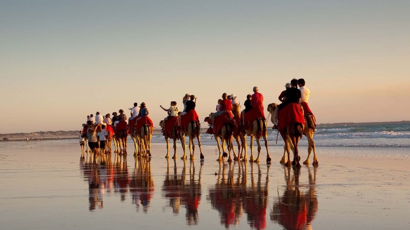 A camel train makes its way along Cable Beach