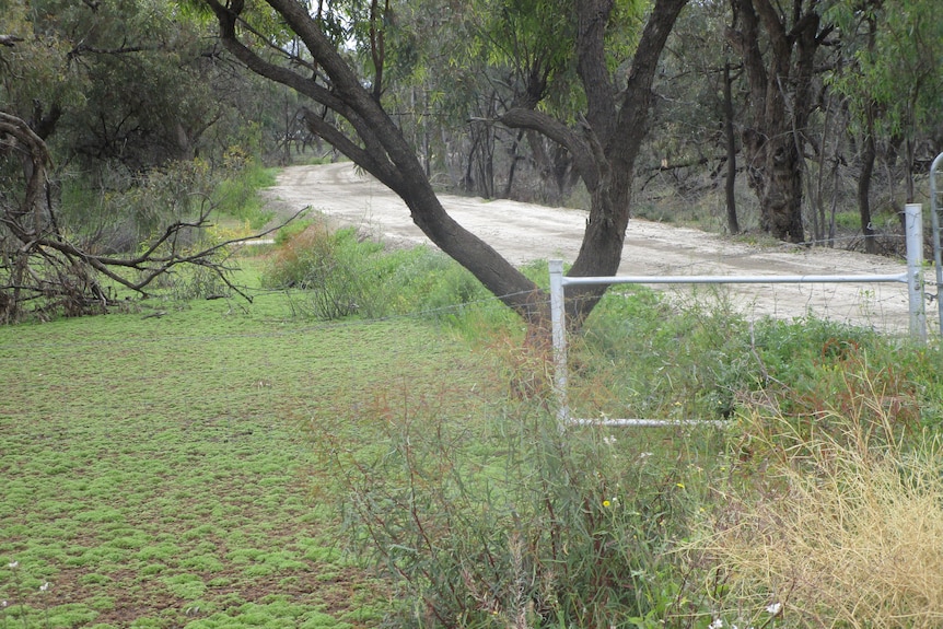 Green plant growth on the surface of water covering a paddock with a metal gate next to a dirt road