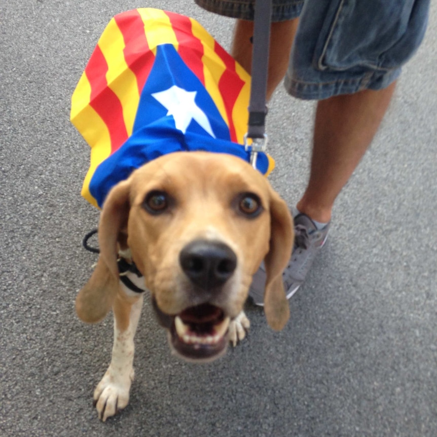 A dog in a flag cape