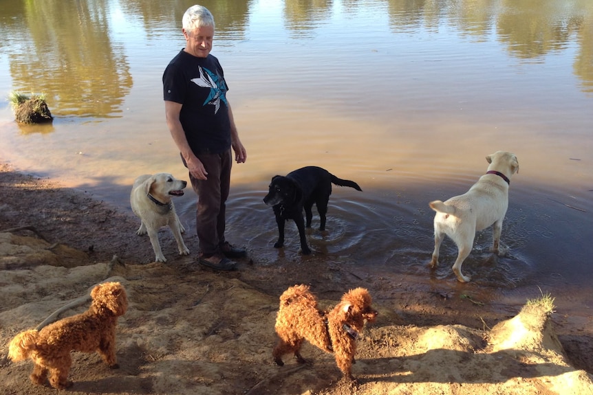A man near a pond with several dogs.