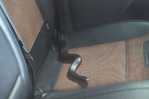 A snake slithers on the seat of a ute.