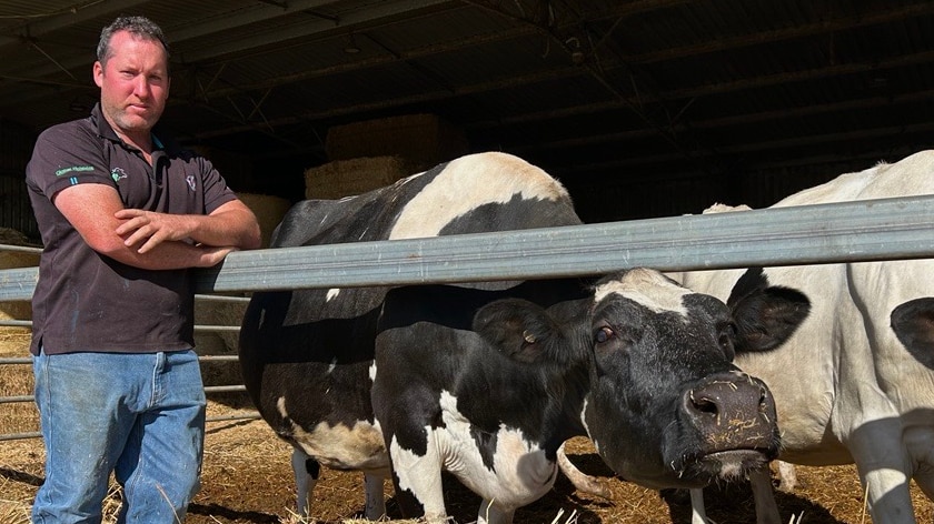 Landwirt wird als Tankwagenfahrer gezwungen, 14.000 Liter Milch abzuladen, Molkereiarbeiter streiken