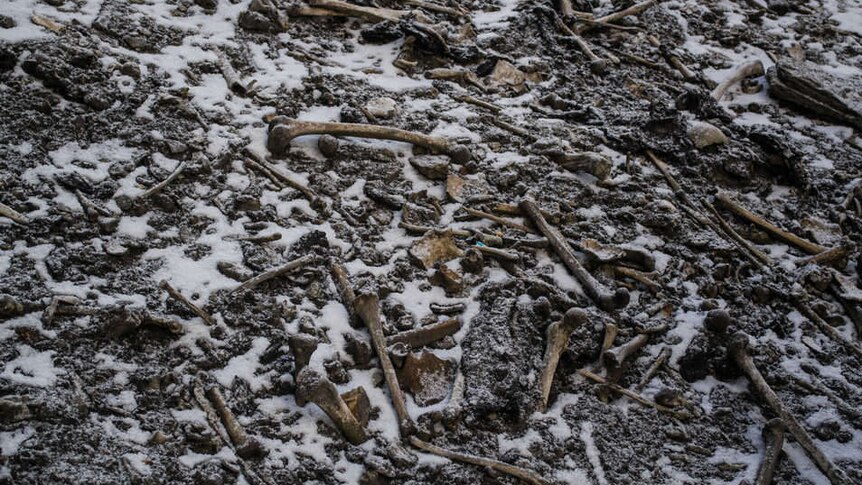 Bones scattered on snow-covered ground