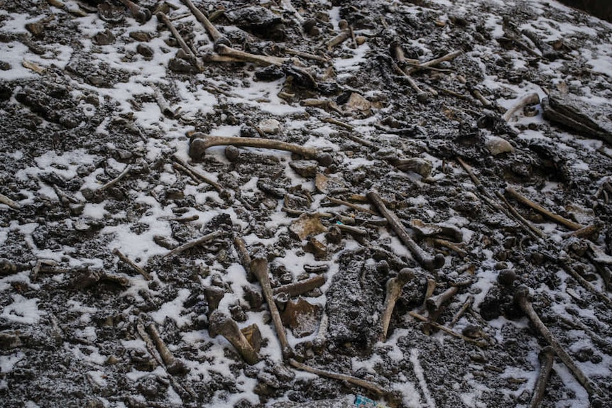 Bones scattered on snow-covered ground