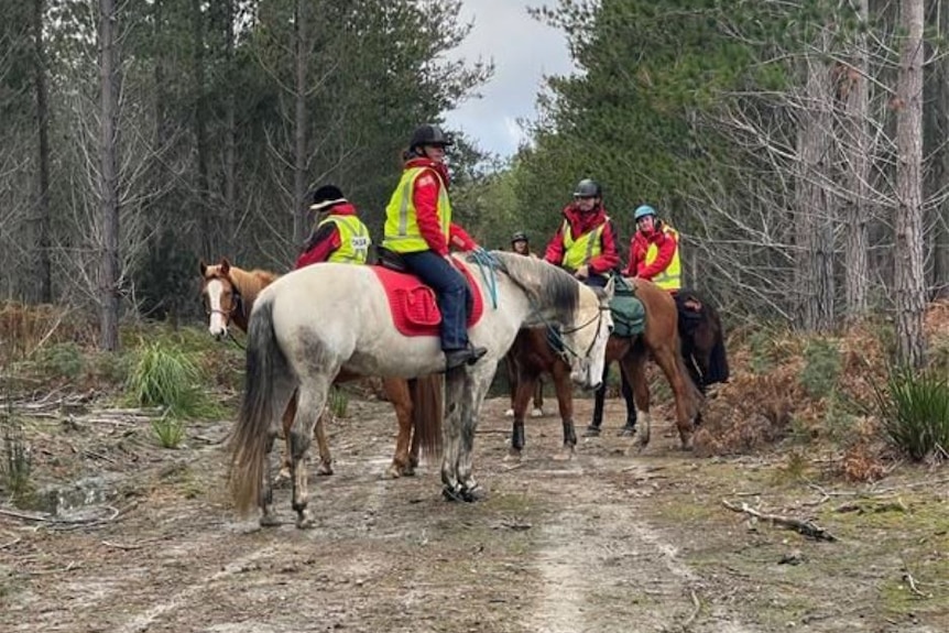 Horse riders on a bush trail.