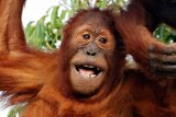 Semeru the orangutan