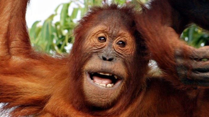 Semeru the orangutan