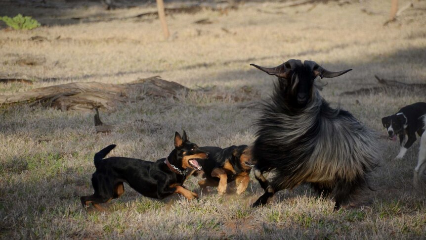 Dogs muster feral goats