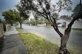A rain-drenched street with a path, nature strip, trees and weatherboard houses.