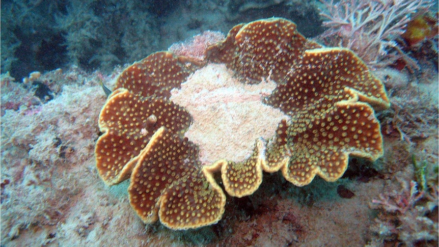 Sediment on coral in the Great Barrier Reef